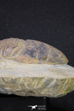20056 - Top Rare 3.70 Inch Parabarrandia aff. crassa Middle Ordovician Trilobite