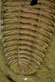 21123 - Museum Grade Euloma filacovi with Preserved Antennae Lower Ordovician Trilobite