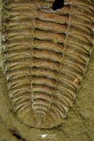 21123 - Museum Grade Euloma filacovi with Preserved Antennae Lower Ordovician Trilobite