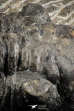 07155 - Rare 2.96 Inch Morocconites malladoides Middle Devonian Trilobite