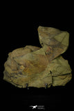 21124 - Great Lehua sp Lower Ordovician Trilobite Fezouata Fm