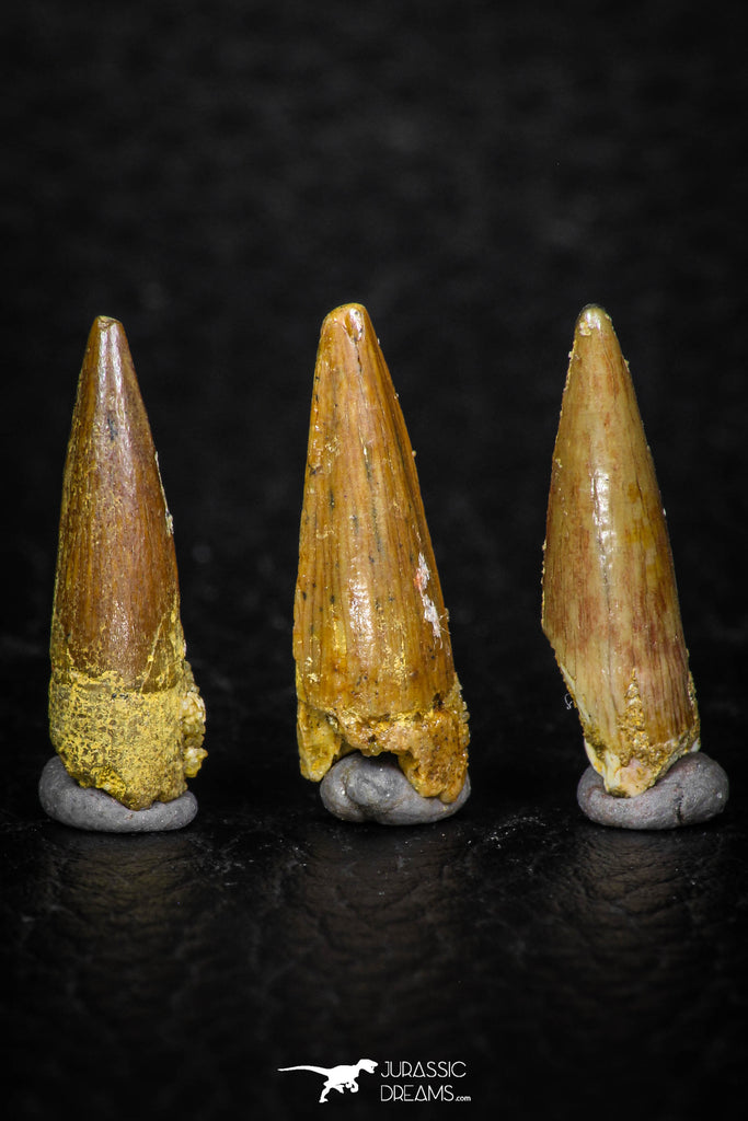 08183 - Great Collection of 3 Spinosaurus Dinosaur Teeth Cretaceous KemKem Beds