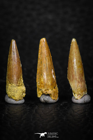 08183 - Great Collection of 3 Spinosaurus Dinosaur Teeth Cretaceous KemKem Beds