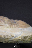 20056 - Top Rare 3.70 Inch Parabarrandia aff. crassa Middle Ordovician Trilobite