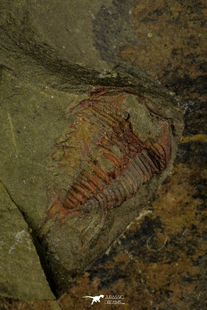 21124 - Great Lehua sp Lower Ordovician Trilobite Fezouata Fm