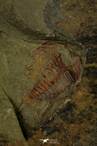 21124 - Great Lehua sp Lower Ordovician Trilobite Fezouata Fm
