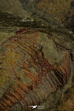 21124 - Great Lehua sp Lower Ordovician Trilobite Fezouata Fm