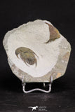 20057 - Top Rare 1.74 Inch Neltneria termieri Early Cambrian Redlichiid Trilobite