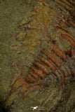 21124 - Great Lehua sp Lower Ordovician Trilobite Fezouata Fm
