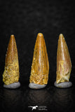 08183 - Great Collection of 3 Spinosaurus Dinosaur Teeth Cretaceous KemKem Beds