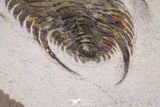 20057 - Top Rare 1.74 Inch Neltneria termieri Early Cambrian Redlichiid Trilobite