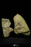 21125 - New Species Symphysurus ebbestadi n. sp. Lower Ordovician Fezouata Fm
