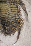 20057 - Top Rare 1.74 Inch Neltneria termieri Early Cambrian Redlichiid Trilobite