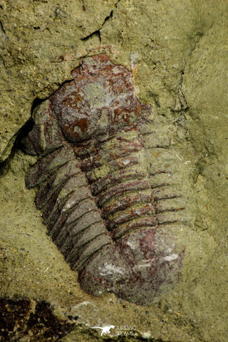 21125 - New Species Symphysurus ebbestadi n. sp. Lower Ordovician Fezouata Fm
