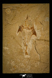 30160- Top Rare 3.79 Inch Coccodus insignis Pycnodontiform Fish Fossil - Cretaceous Lebanon