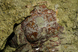 21125 - New Species Symphysurus ebbestadi n. sp. Lower Ordovician Fezouata Fm