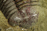 21125 - New Species Symphysurus ebbestadi n. sp. Lower Ordovician Fezouata Fm