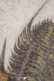 20058 - Top Rare 1.55 Inch Neltneria termieri Early Cambrian Redlichiid Trilobite
