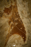 30160- Top Rare 3.79 Inch Coccodus insignis Pycnodontiform Fish Fossil - Cretaceous Lebanon