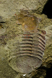 21125 - New Species Symphysurus ebbestadi n. sp. Lower Ordovician Fezouata Fm