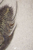 20058 - Top Rare 1.55 Inch Neltneria termieri Early Cambrian Redlichiid Trilobite