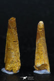 08126 - Great Collection of 2 Pterosaur (Coloborhynchus) Teeth Cretaceous KemKem Beds