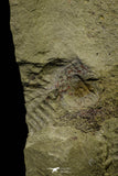 21125 - New Species Symphysurus ebbestadi n. sp. Lower Ordovician Fezouata Fm