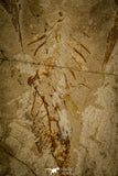 30160- Top Rare 3.79 Inch Coccodus insignis Pycnodontiform Fish Fossil - Cretaceous Lebanon