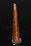 08127 - Nice 0.82 Inch Pterosaur (Coloborhynchus) Tooth Cretaceous KemKem