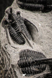 07157 - Beautiful Association 3 "Devil Horned" Cyphaspis walteri + Gerastos sp Devonian Trilobites