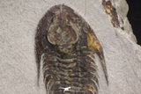 20058 - Top Rare 1.55 Inch Neltneria termieri Early Cambrian Redlichiid Trilobite