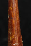 08127 - Nice 0.82 Inch Pterosaur (Coloborhynchus) Tooth Cretaceous KemKem