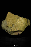 21126 - Rare Unidentified Asaphid Trilobite Lower Ordovician Fezouata Fm