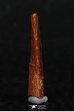 08127 - Nice 0.82 Inch Pterosaur (Coloborhynchus) Tooth Cretaceous KemKem