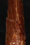 08127 - Nice 0.82 Inch Pterosaur (Coloborhynchus) Tooth Cretaceous KemKem