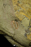21126 - Rare Unidentified Asaphid Trilobite Lower Ordovician Fezouata Fm