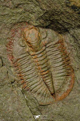 21126 - Rare Unidentified Asaphid Trilobite Lower Ordovician Fezouata Fm