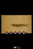 30161 - NIcely Preserved 3.24 Inch Unidentified Fossil Fish Eocene - France