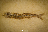 30161 - NIcely Preserved 3.24 Inch Unidentified Fossil Fish Eocene - France