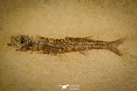 30161 - NIcely Preserved 3.24 Inch Unidentified Fossil Fish Eocene - France