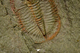 21126 - Rare Unidentified Asaphid Trilobite Lower Ordovician Fezouata Fm