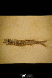 30161 - NIcely Preserved 3.24 Inch Unidentified Fossil Fish Eocene - France