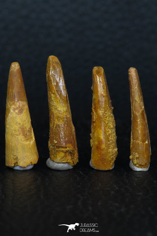 08128 - Great Collection of 4 Pterosaur (Coloborhynchus) Teeth Cretaceous KemKem Beds