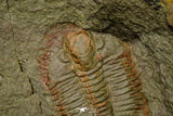 21126 - Rare Unidentified Asaphid Trilobite Lower Ordovician Fezouata Fm