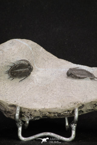 20059 - Top Quality 2 Associated Basseiarges mellishae Middle Devonian Trilobites