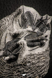 07158 - Beautiful Association 4 "Devil Horned" Cyphaspis walteri Devonian Trilobites