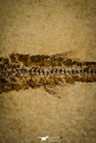 30161 - NIcely Preserved 3.24 Inch Unidentified Fossil Fish Eocene - France