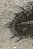 20059 - Top Quality 2 Associated Basseiarges mellishae Middle Devonian Trilobites
