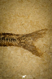 30161 - NIcely Preserved 3.24 Inch Unidentified Fossil Fish Eocene - France