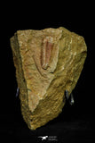 21127 - Rare Bavarilla zemmourensis Lower Ordovician Trilobite Fezouata Fm